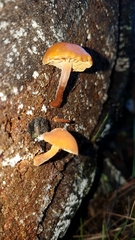 Gymnopilus oregonensis