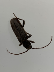 Trichoferus campestris