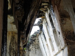 Peropteryx