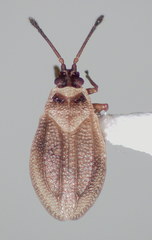 Acalypta elegans