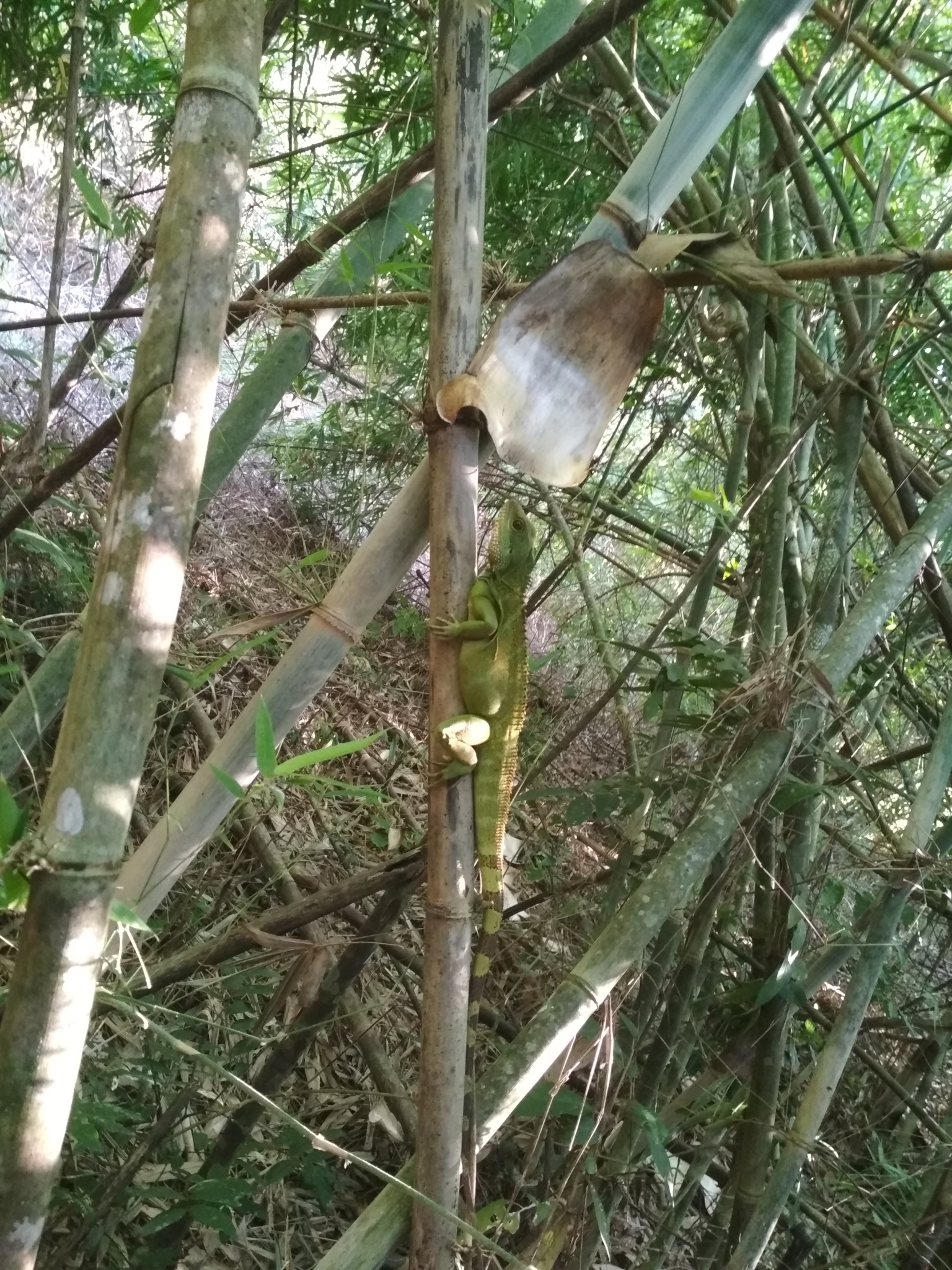 asian water dragon, chinese water dragon, green water dragon, grüne wasseragame, thai water dragon, 长鬣蜥