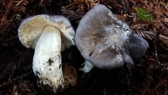 Entoloma medianox