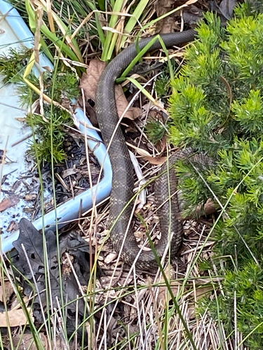Tiger Snake sighting