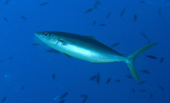 Elagatis bipinnulata