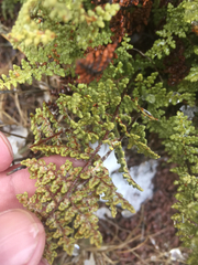 Myriopteris fendleri