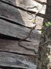 Cubophis cantherigerus