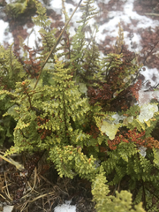 Myriopteris fendleri