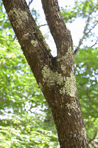 Tilia chinensis iNat (1)