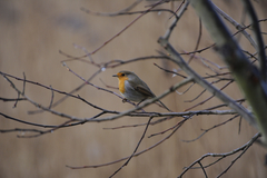 Erithacus rubecula