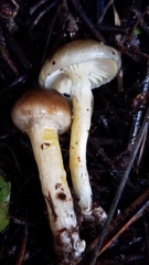 Hygrophorus boyeri