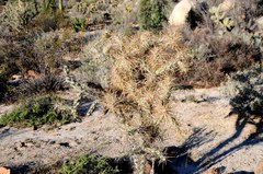 Cylindropuntia molesta molesta