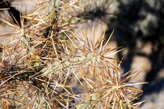 Cylindropuntia molesta molesta