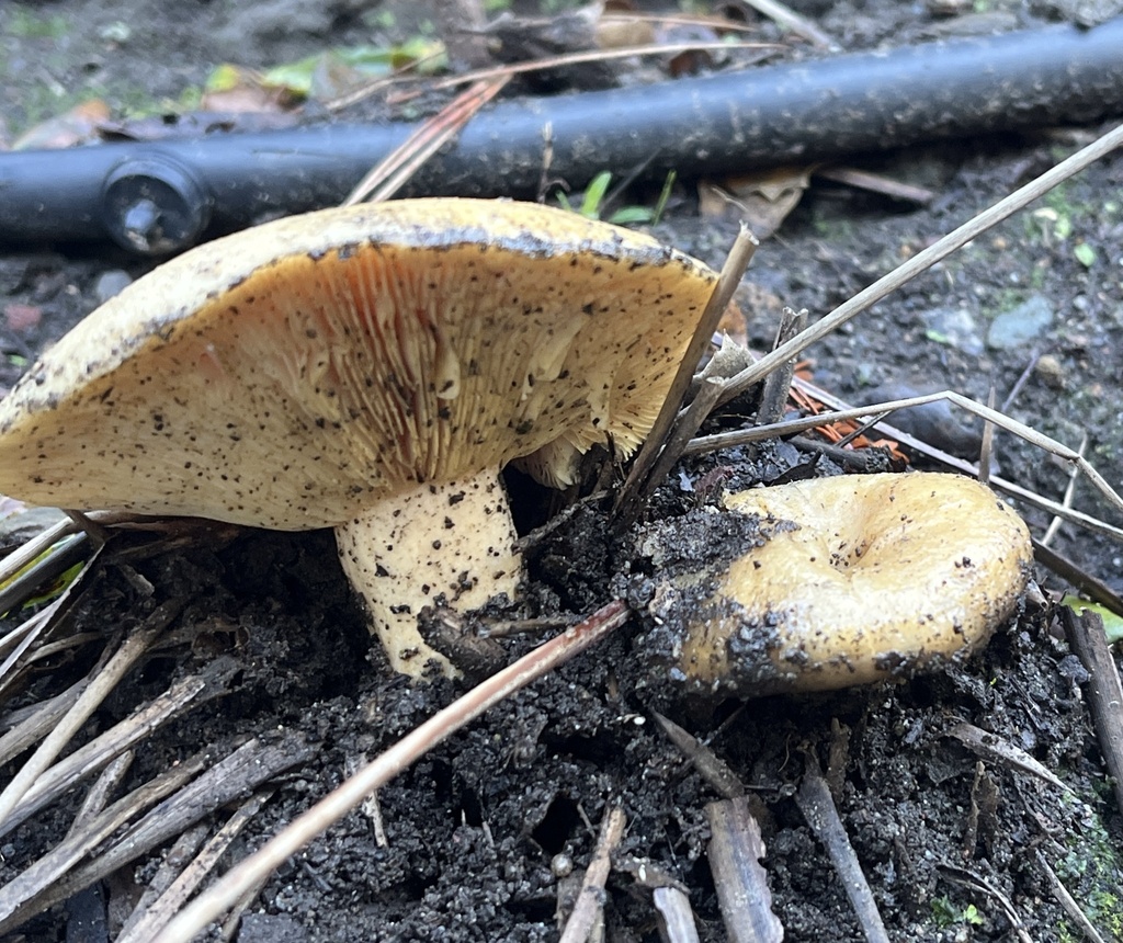 Lactarius alnicola · November 2025 · photo: © joqatana (iNaturalist, cc-by)