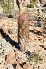 Ferocactus gracilis gracilis