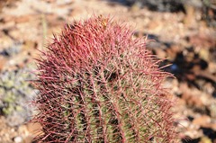 Ferocactus gracilis gracilis