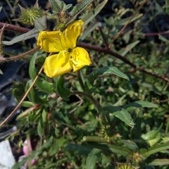 Oenothera pubescens