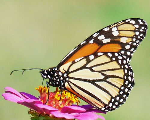 Monarch photographed in Arkansas