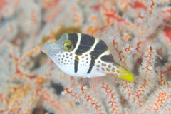 Paraluteres prionurus