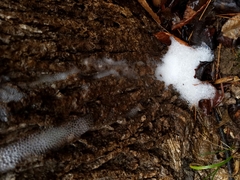 Pectobacterium carotovorum