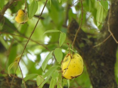 Eugenia myrcianthes (Eugenia myrcianthes)