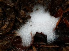 Pectobacterium carotovorum