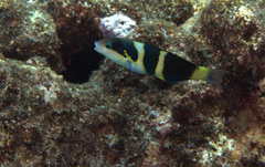 Thalassoma nigrofasciatum