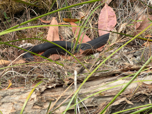 Red-bellied Black Snake sighting