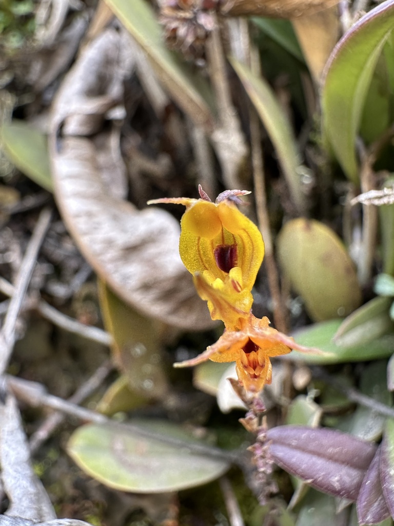 Scaphosepalum verrucosum