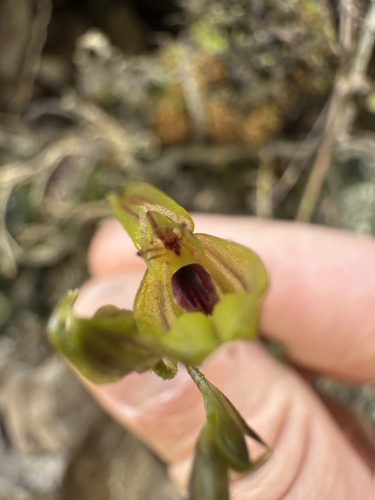 Scaphosepalum verrucosum, photograph 6
