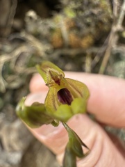 Scaphosepalum verrucosum, photograph (c) Nicolás Baresch Uribe, some rights reserved (CC BY)