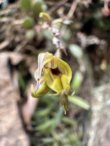 Scaphosepalum verrucosum, photograph 5