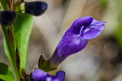 Scutellaria antirrhinoides