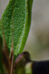 Scutellaria antirrhinoides