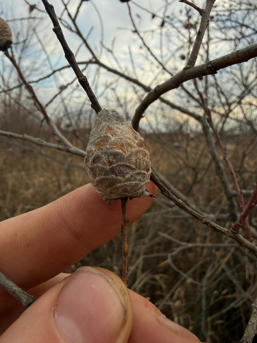Unknown species found near Ypsilanti, MI, US