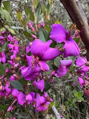 Bucquetia glutinosa, photograph (c) Nicolás Baresch Uribe, some rights reserved (CC BY)