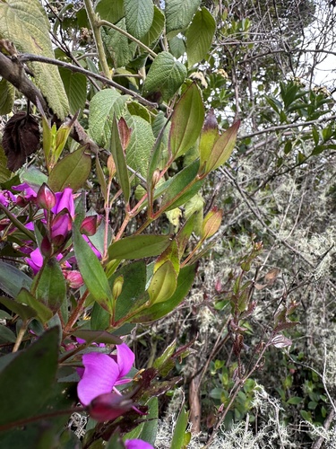 Bucquetia glutinosa, photograph 5