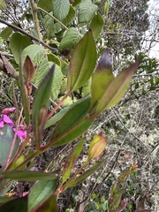 Bucquetia glutinosa, photograph (c) Nicolás Baresch Uribe, some rights reserved (CC BY)