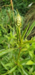 Salvia uliginosa