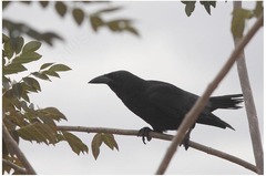 Corvus nasicus
