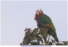 Amazona leucocephala