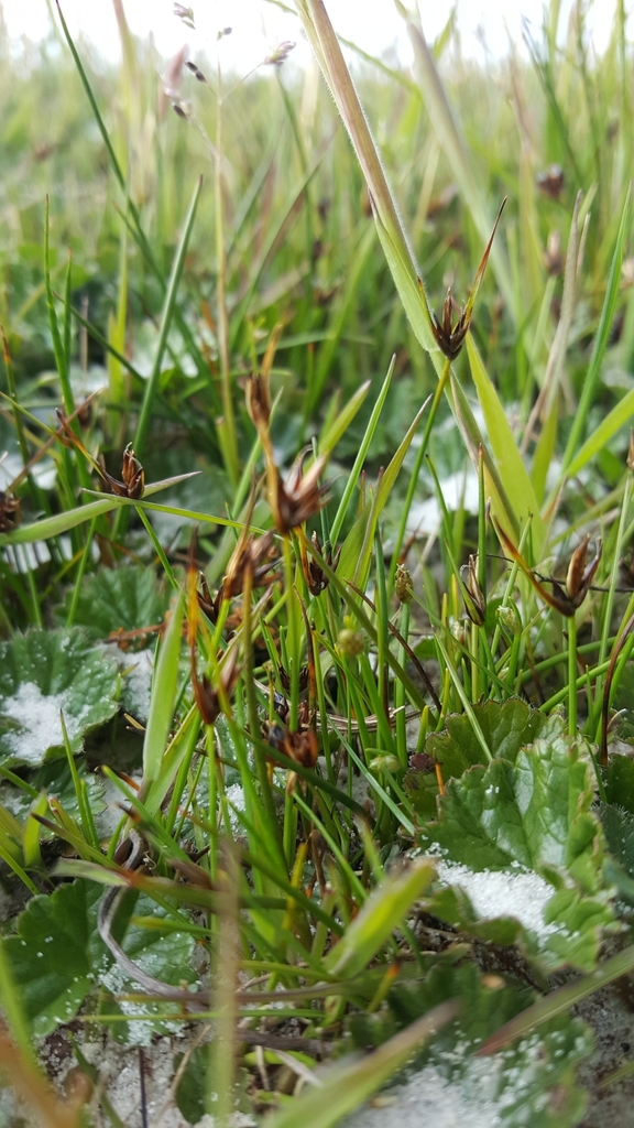 Carex sect. Junciformes