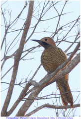 Colaptes fernandinae