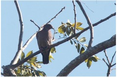Patagioenas inornata