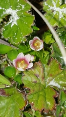 Lysimachia buxifolia