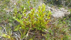 Gentianella magellanica