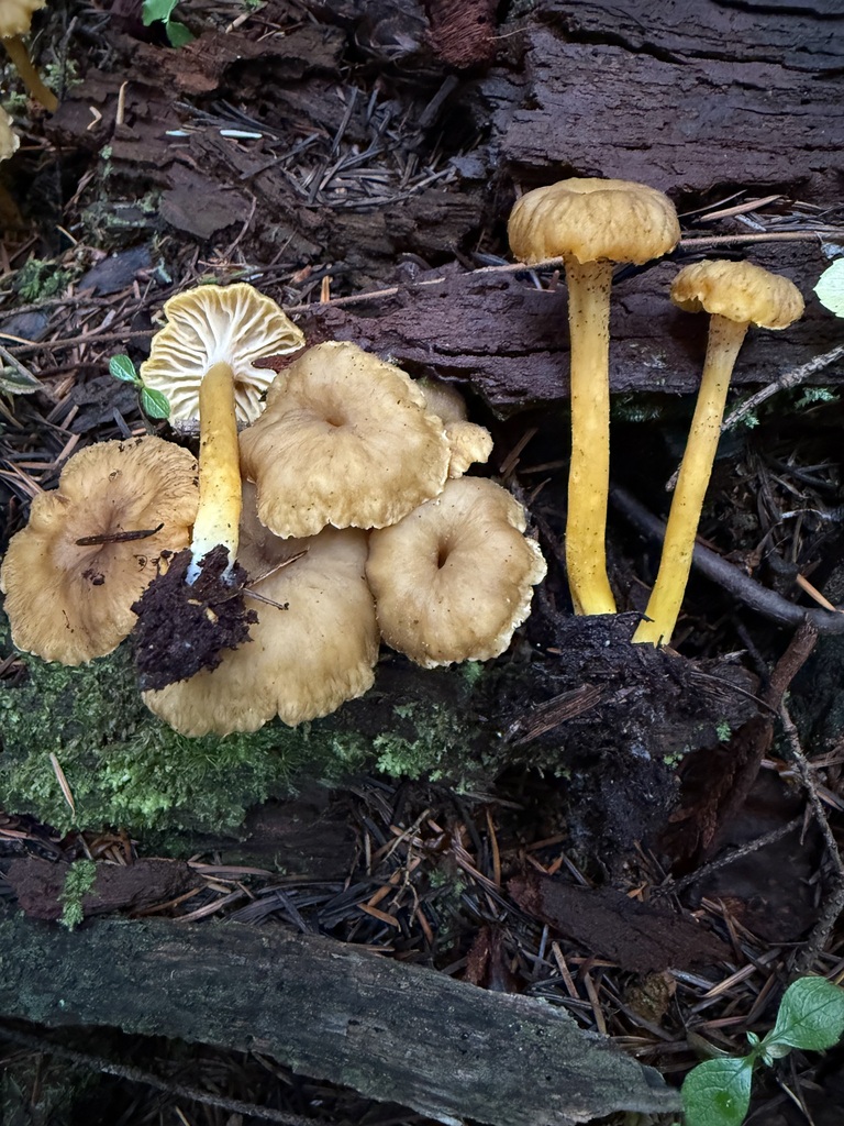 Craterellus tubaeformis · November 2025 · photo: © michaelmckniff (iNaturalist, cc-by)