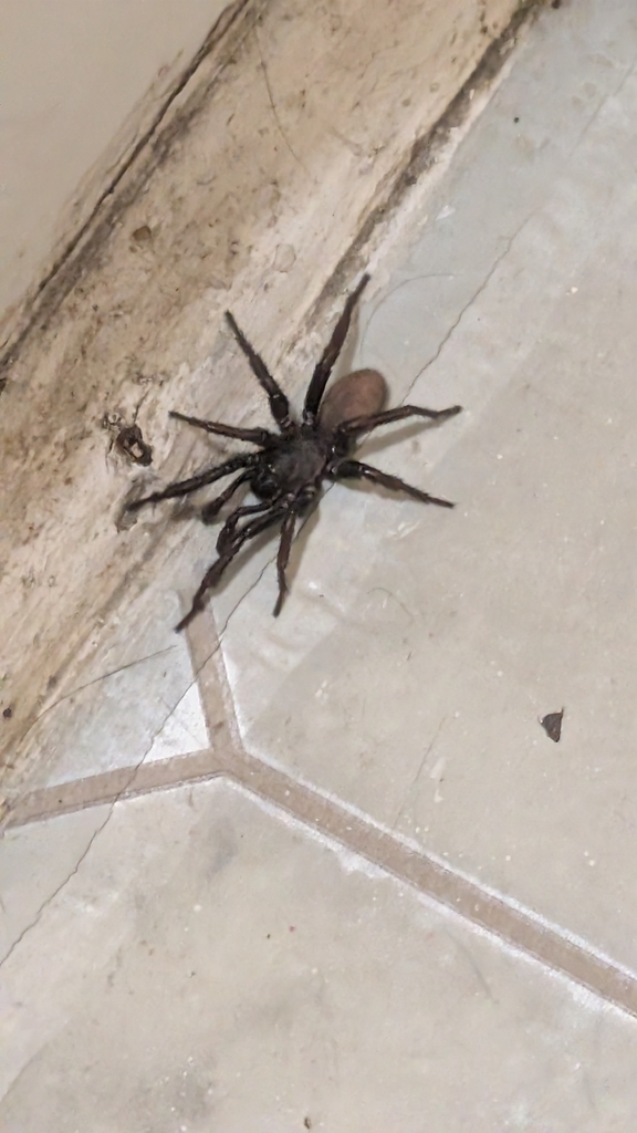 Myrmekiaphila jenkinsi