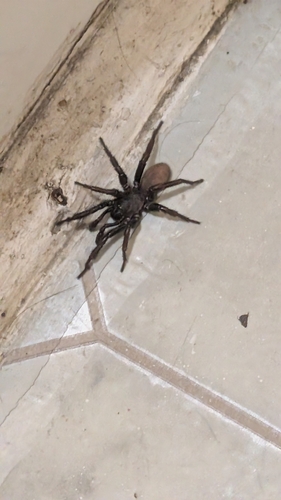 Myrmekiaphila jenkinsi