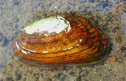 Flutedshell