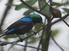 Cinnyris bifasciatus